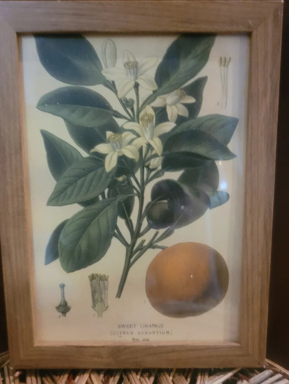 Botanical Sweet Orange Wall Art Print in Green and Cream - Unbranded